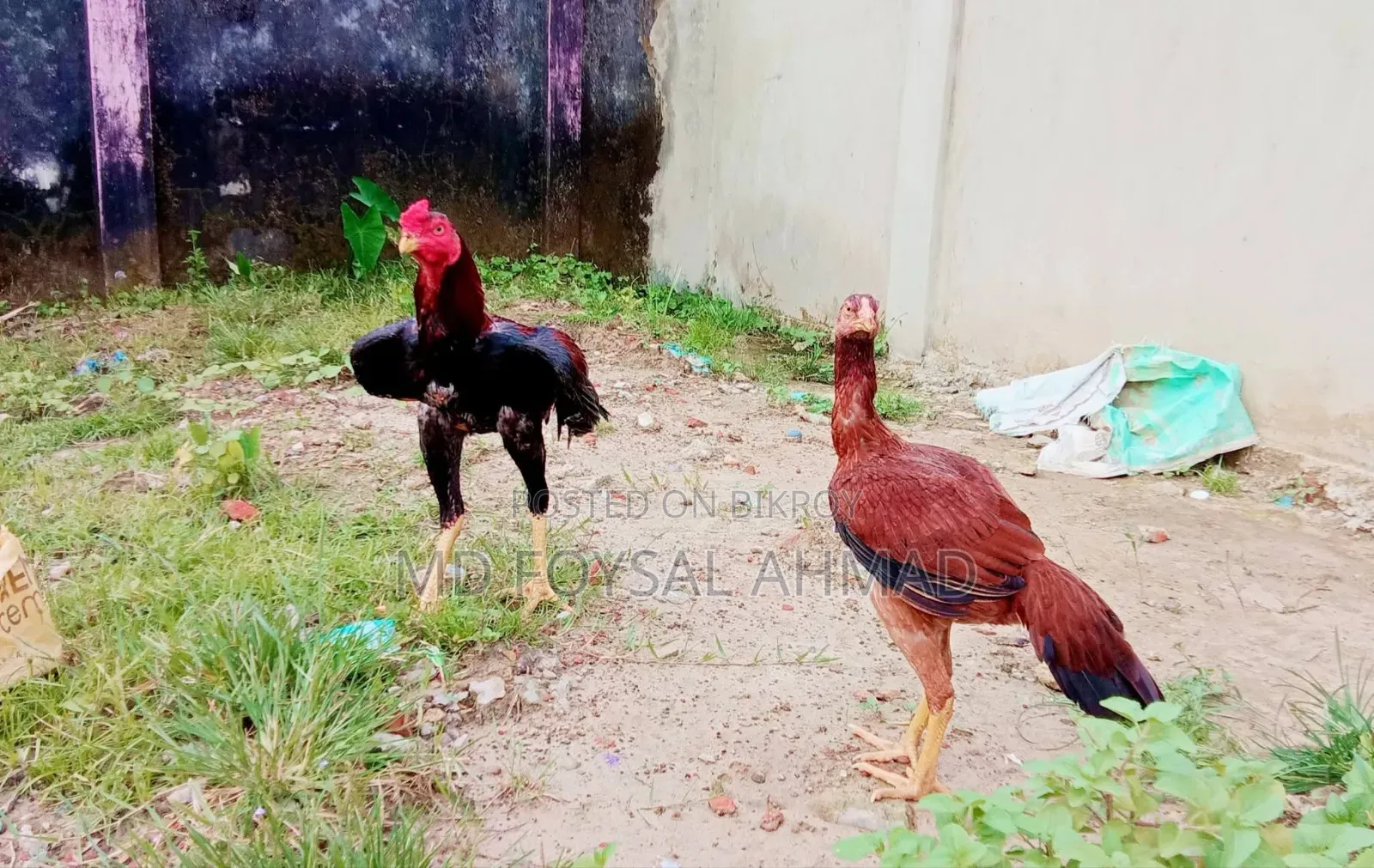 সরালি জুরা