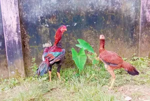 সরালি জুরা