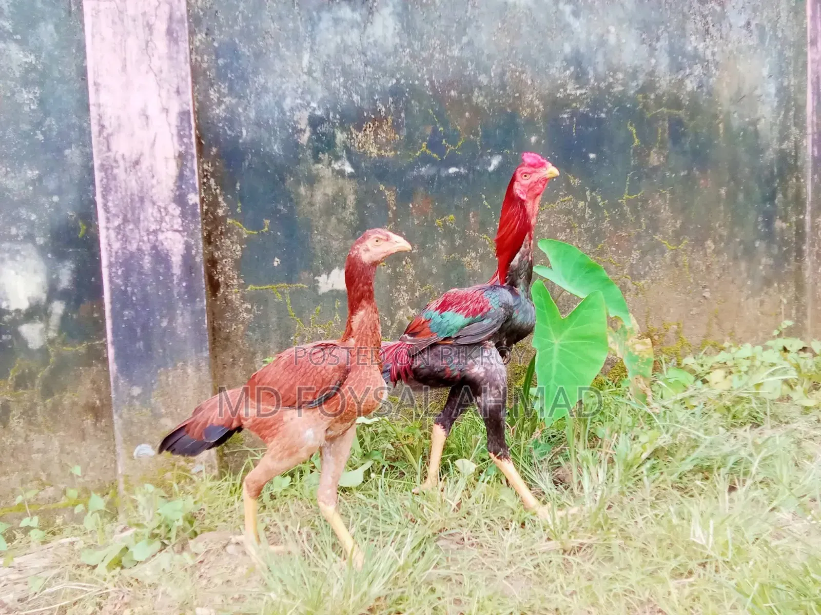 সরালি জুরা