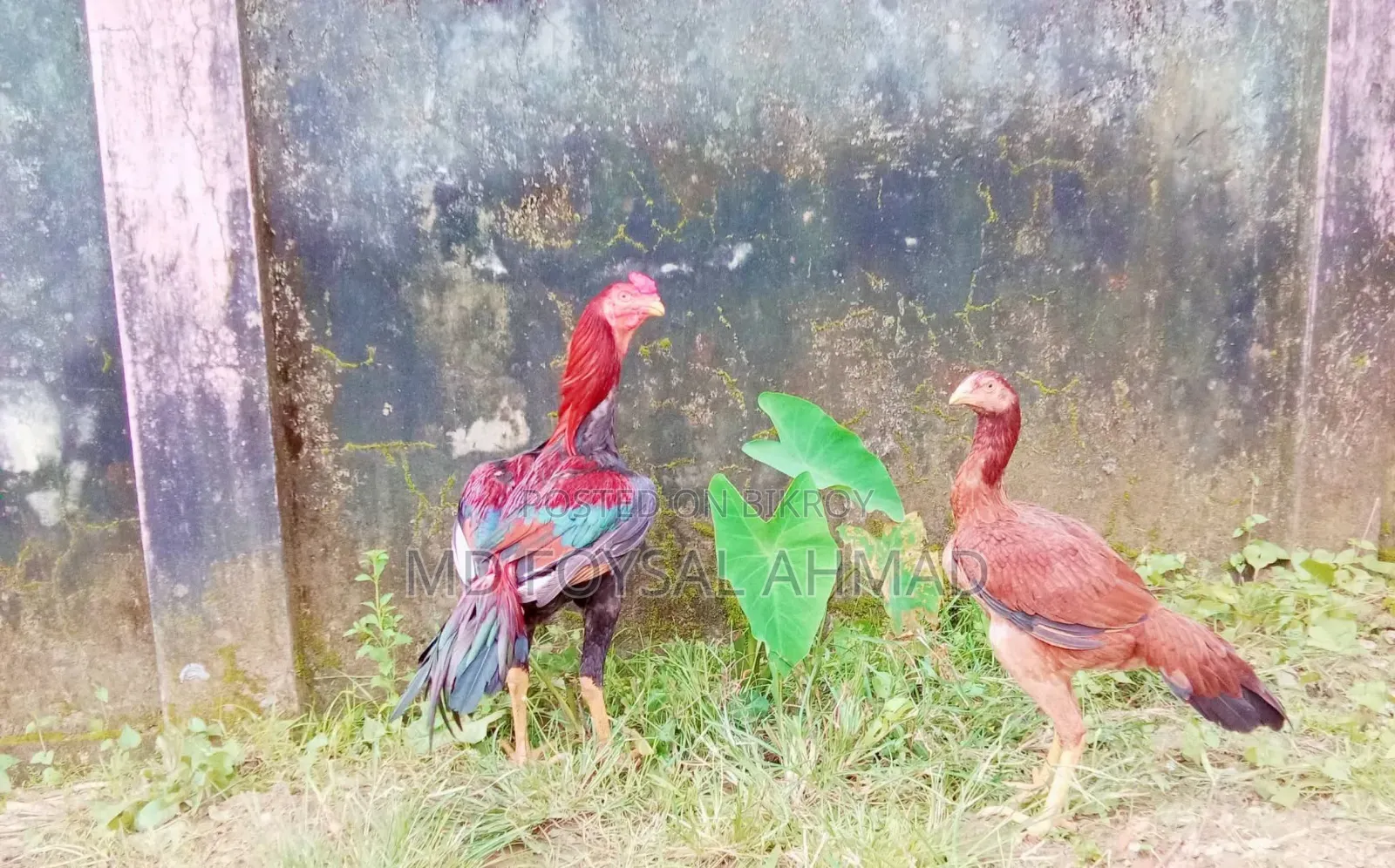 সরালি জুরা