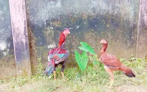 সরালি জুরা