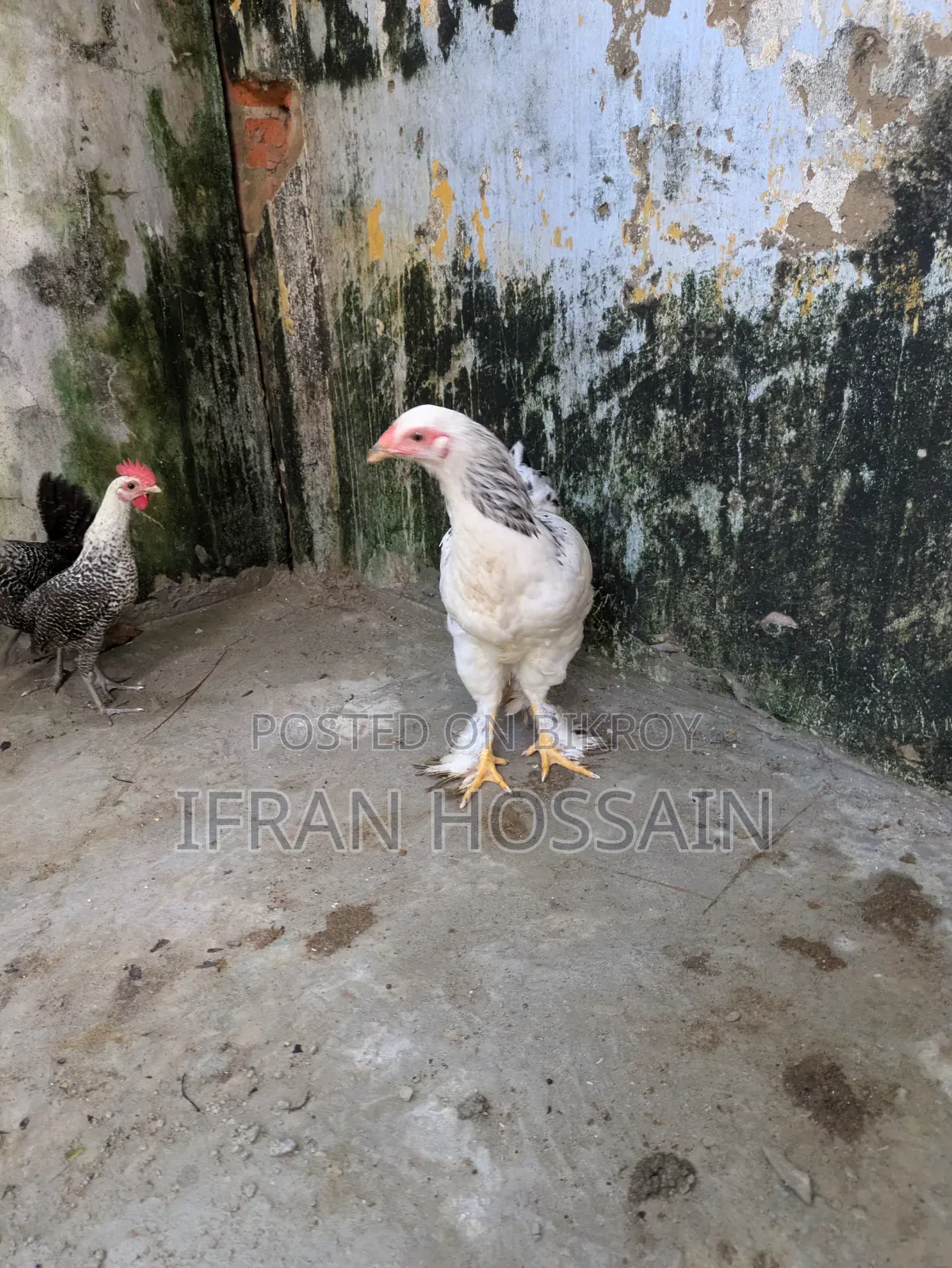 1 Pair Brahma Chickens