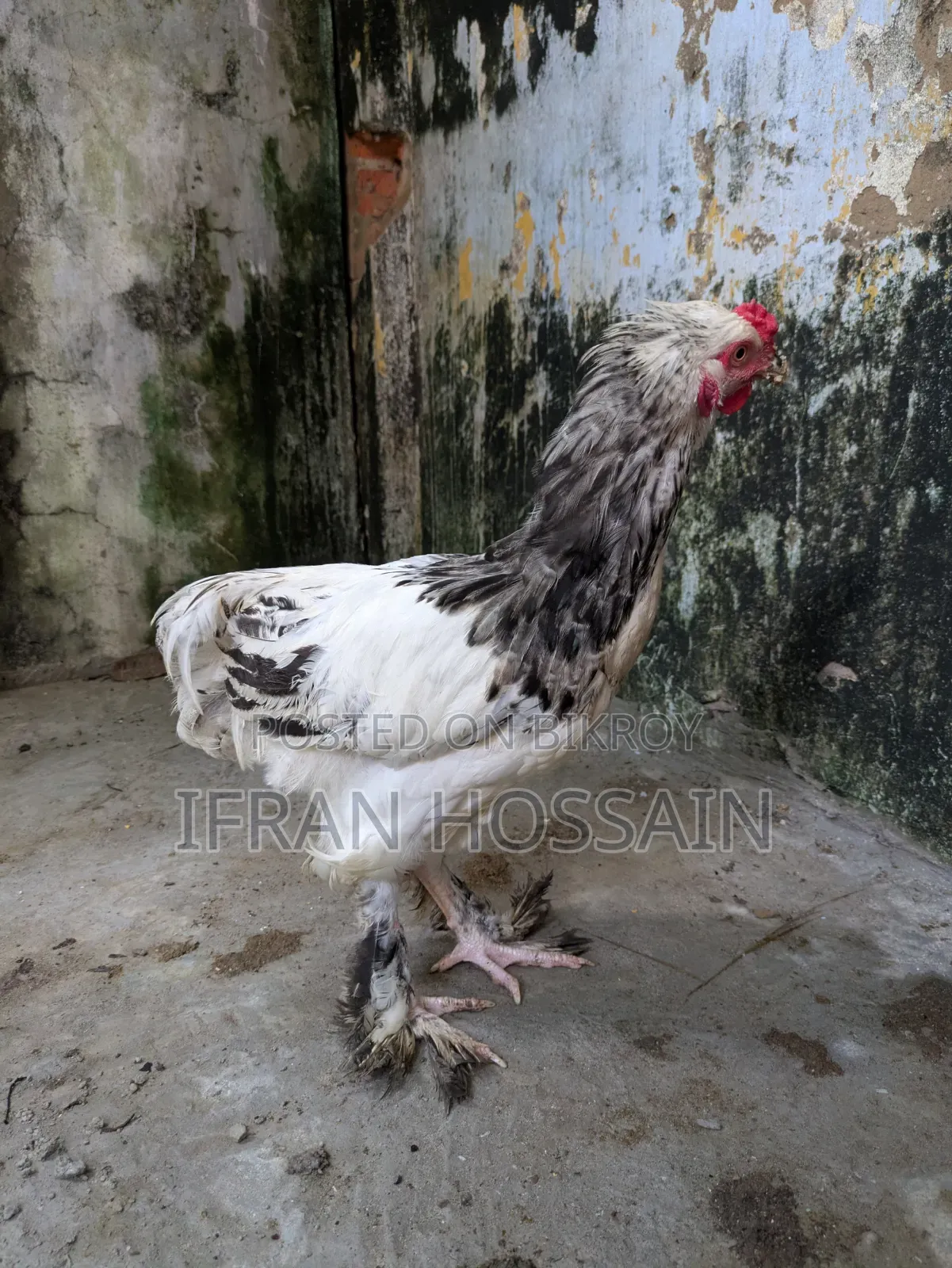 1 Pair Brahma Chickens