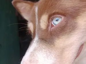6-12 months Male Mixed Breed Siberian Husky