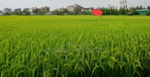 Agricultural Land for Sale Located at Tongi
