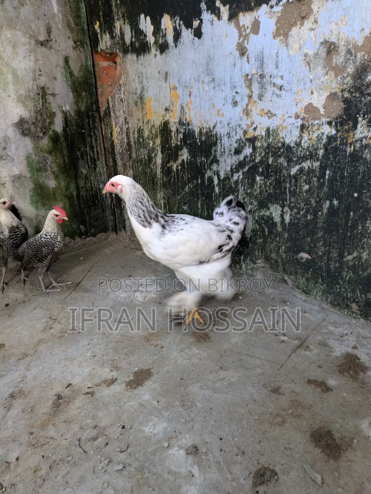 1 Pair Brahma Chickens