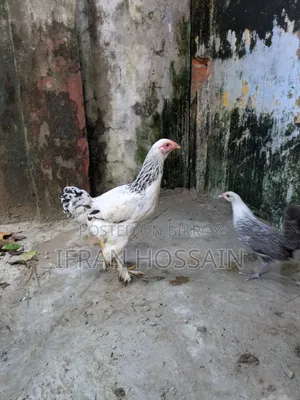 1 Pair Brahma Chickens