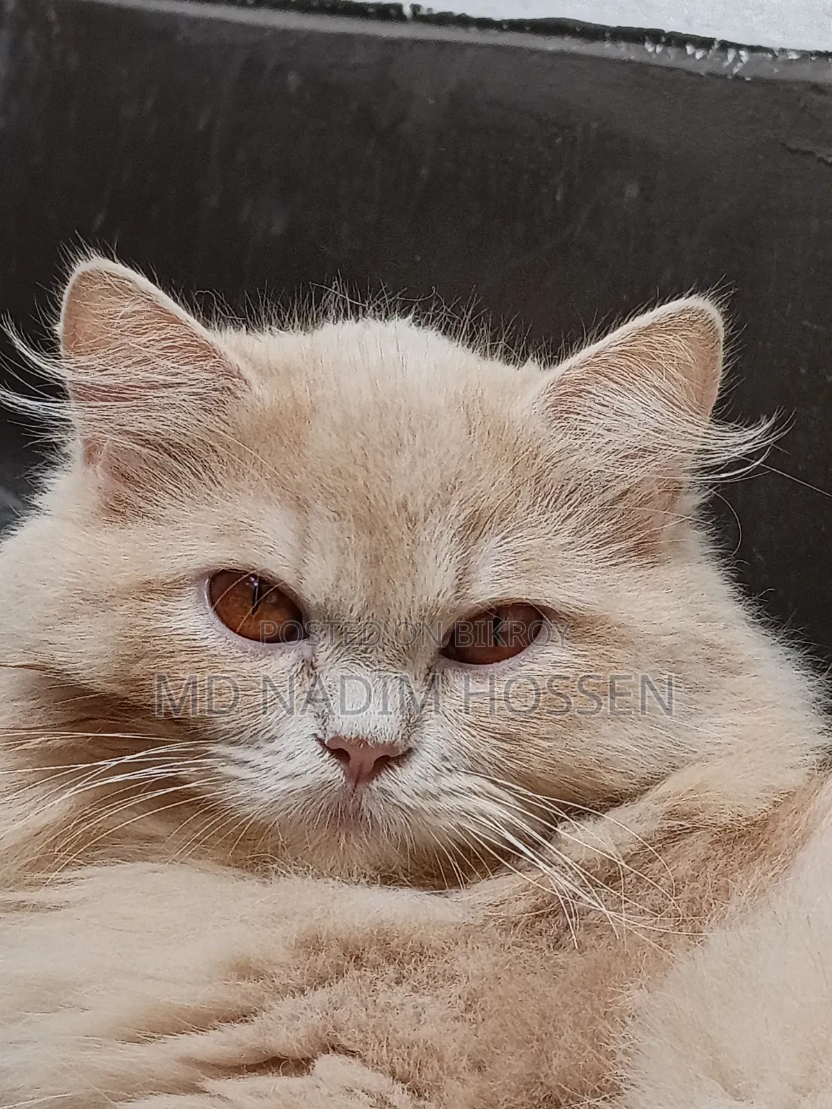 1+ year Female Purebred Persian