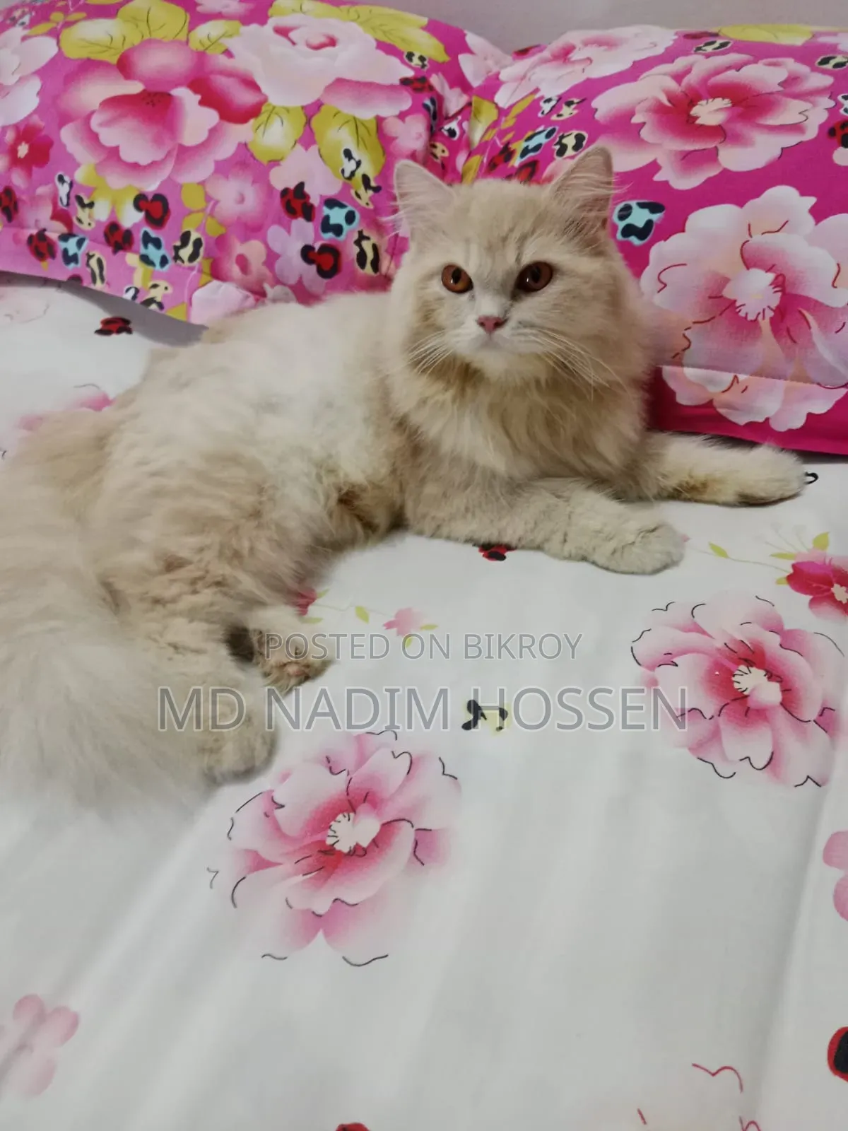 1+ year Female Purebred Persian