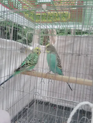 বাজরিগার মাষ্টার পেয়ার (ডিম-বাচ্চাসহ)