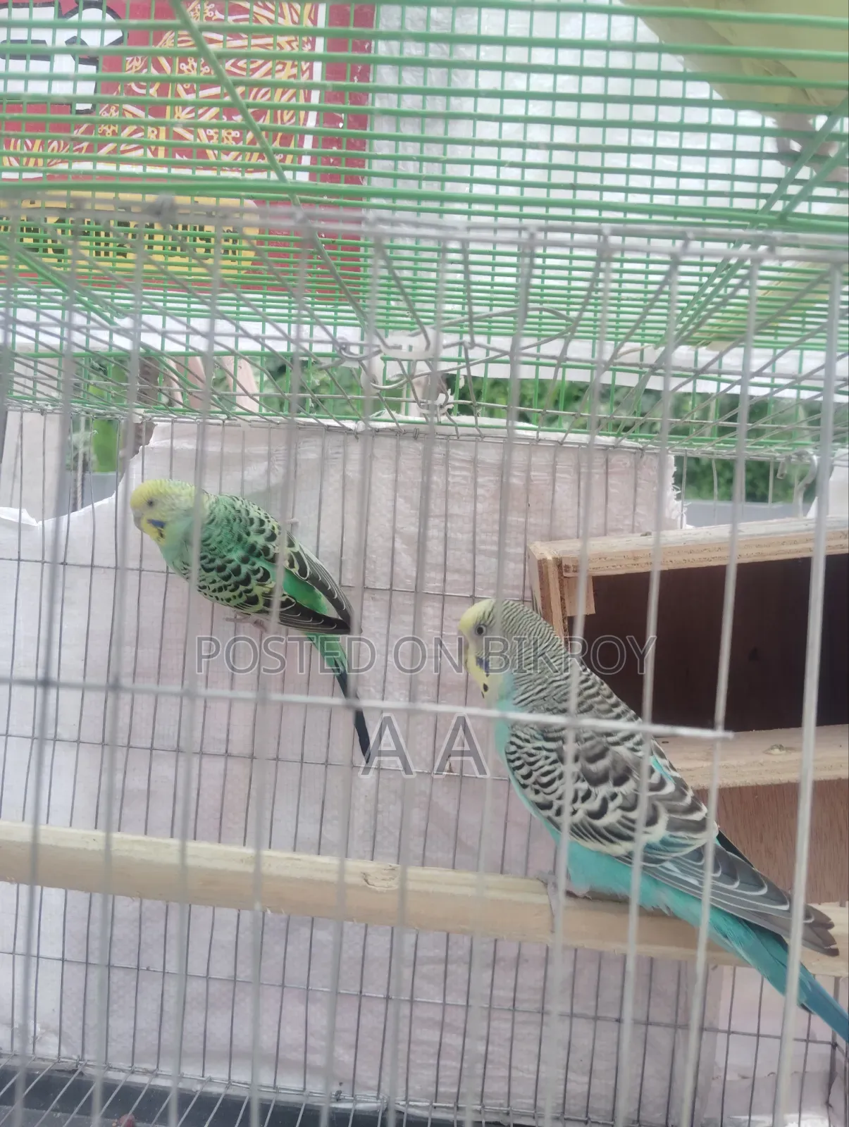 বাজরিগার মাষ্টার পেয়ার (ডিম-বাচ্চাসহ)