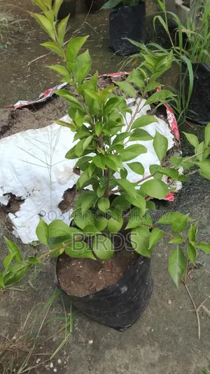 অরেঞ্জ গ্লো বাগান বিলাস