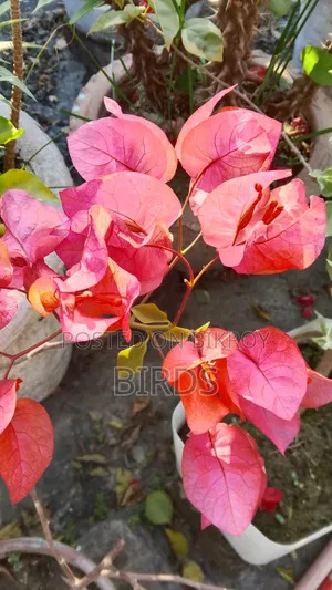 Orange Glow Bougainvillea