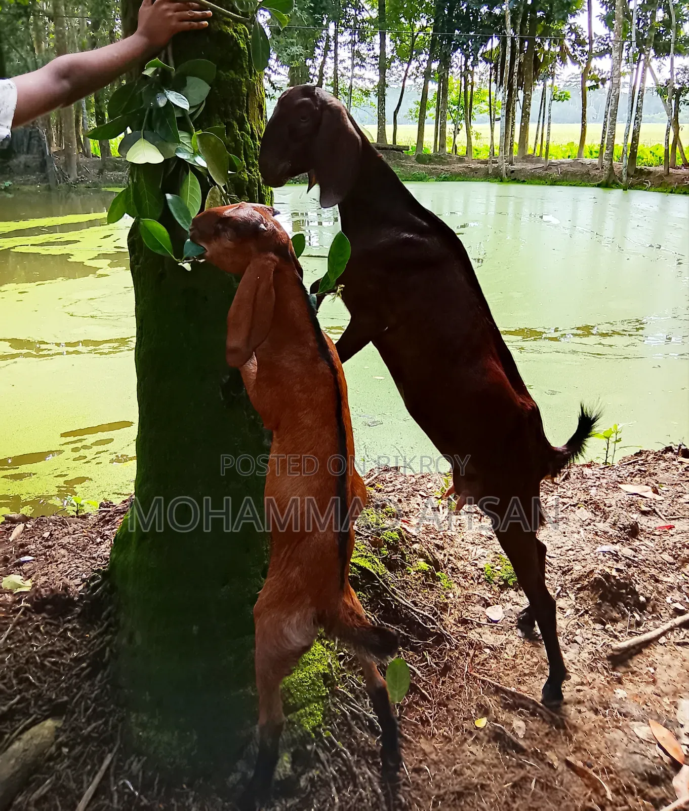 বকরি ছাগল সাথে পাঠা বাচ্চা