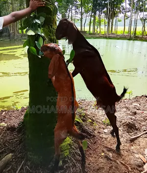 বকরি ছাগল সাথে পাঠা বাচ্চা