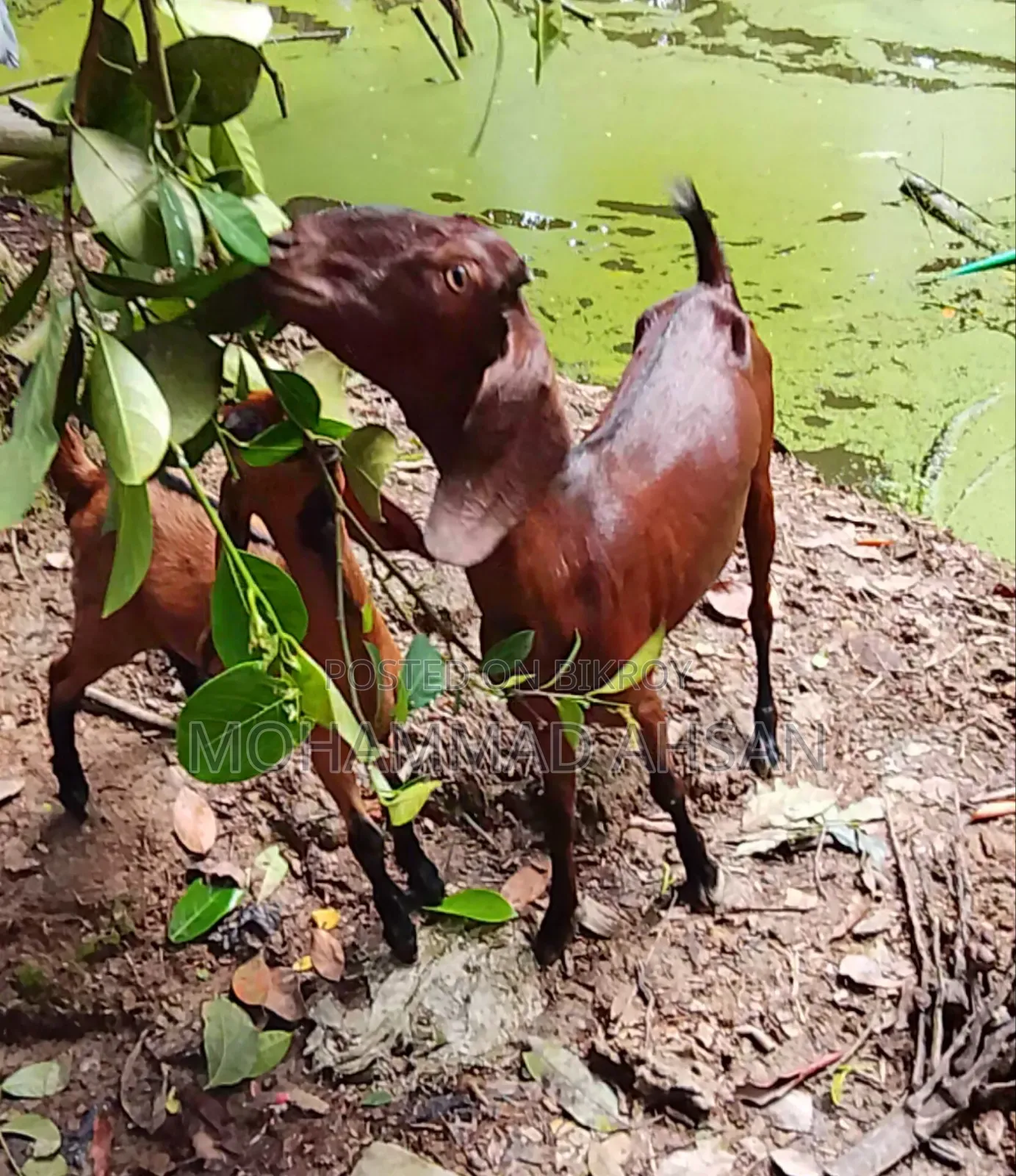 বকরি ছাগল সাথে পাঠা বাচ্চা