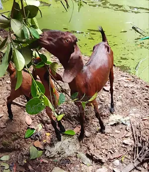 বকরি ছাগল সাথে পাঠা বাচ্চা