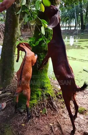 বকরি ছাগল সাথে পাঠা বাচ্চা