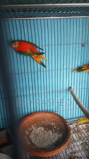 টারকুইজিন পাখি।