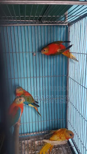 টারকুইজিন পাখি।