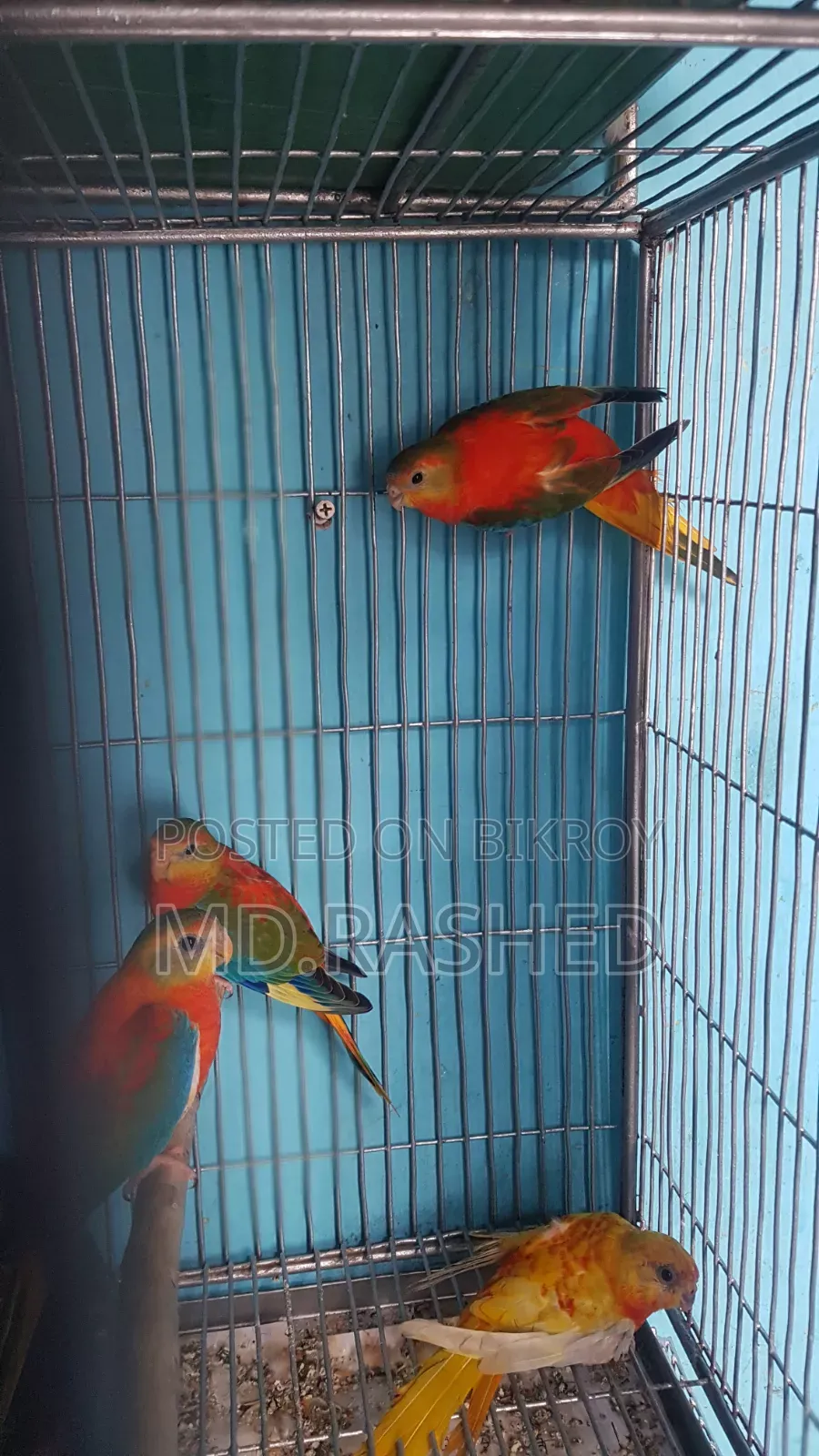 টারকুইজিন পাখি।