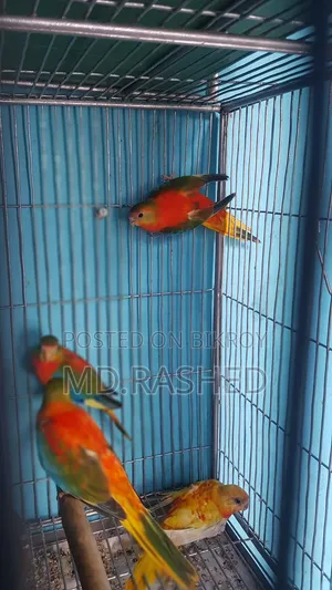 টারকুইজিন পাখি।