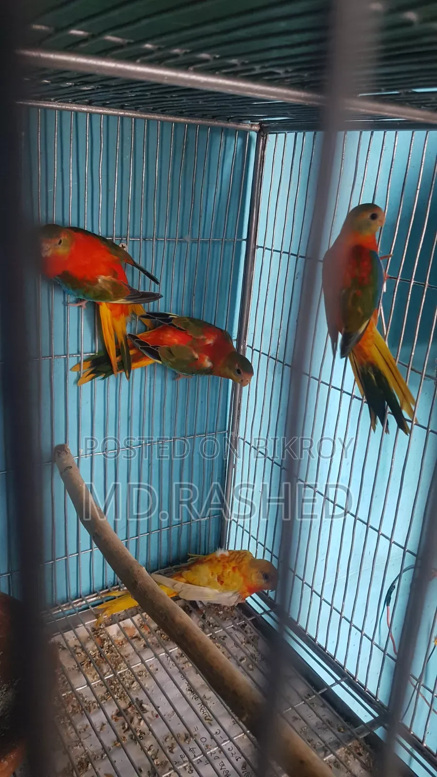টারকুইজিন পাখি।