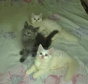 1-3 months Male Purebred Persian