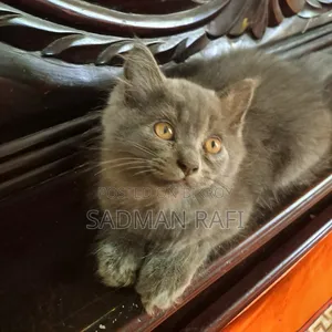 1-3 months Male Purebred Persian