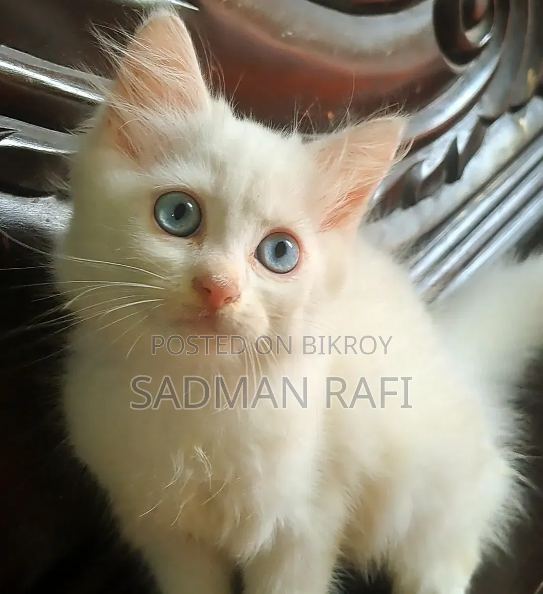 1-3 months Male Purebred Persian