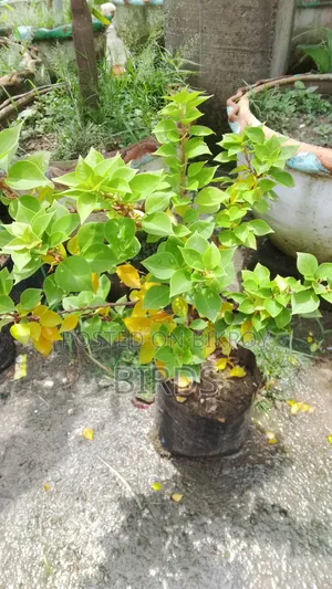 Jewel Pink Buganbilas