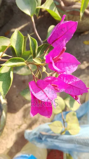 Jewel Pink Buganbilas