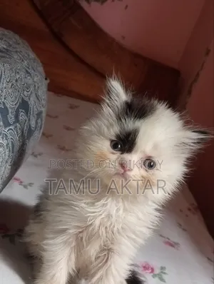 1-3 months Female Purebred Persian
