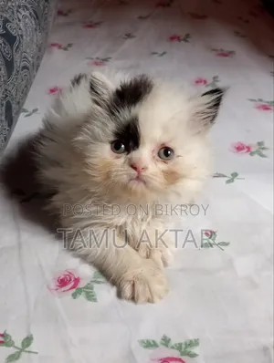 1-3 months Female Purebred Persian