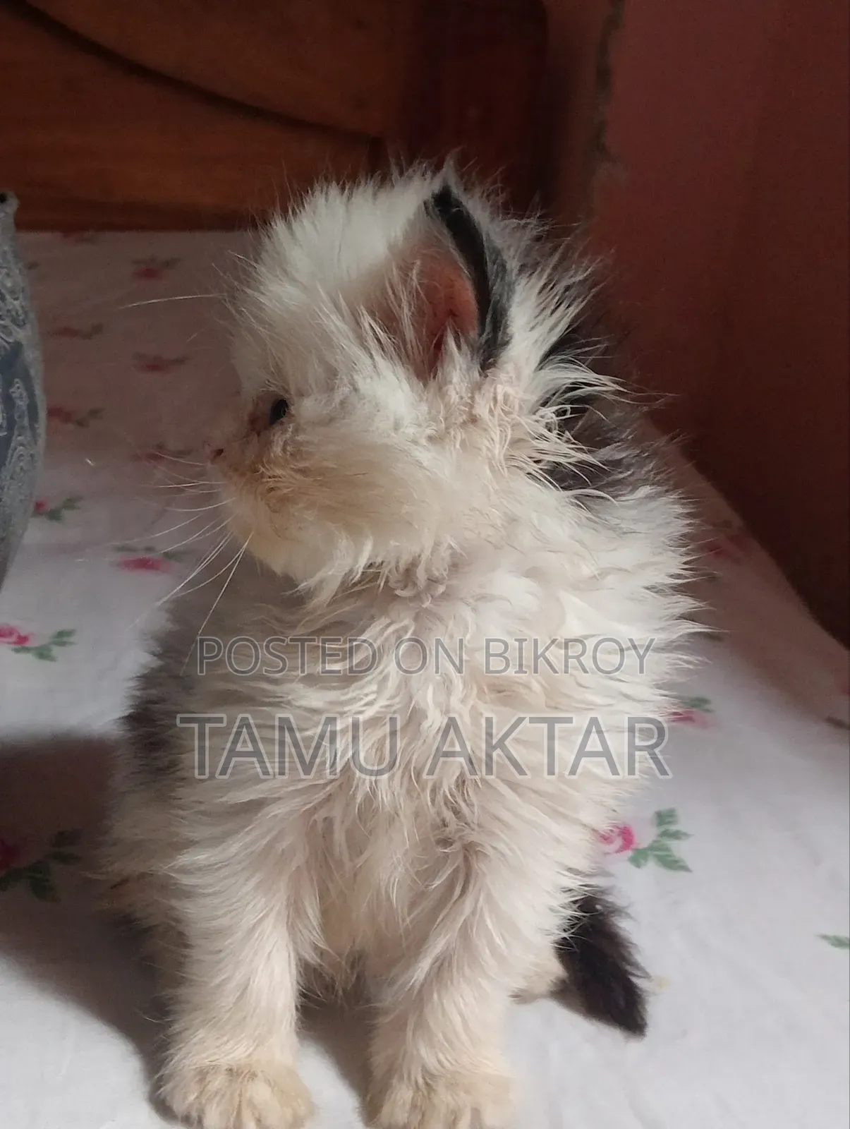 1-3 months Female Purebred Persian