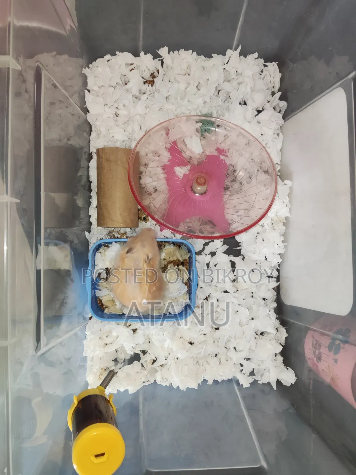 🐹 সিরিয়ান হ্যামস্টার বিক্রি হবে
