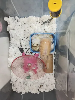 🐹 সিরিয়ান হ্যামস্টার বিক্রি হবে