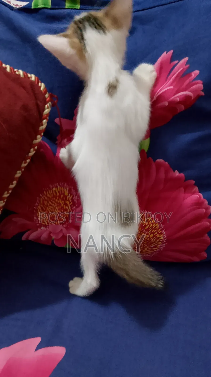 1-3 months Female Purebred Cat