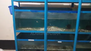 Aqurium Rak for Sale