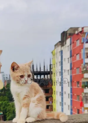 3-6 months Female Purebred British Shorthair