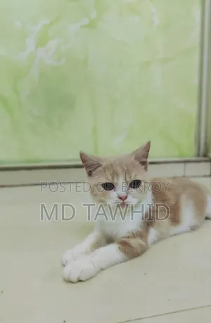 3-6 months Female Purebred British Shorthair