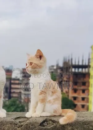 3-6 months Female Purebred British Shorthair