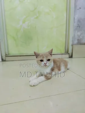 3-6 months Female Purebred British Shorthair