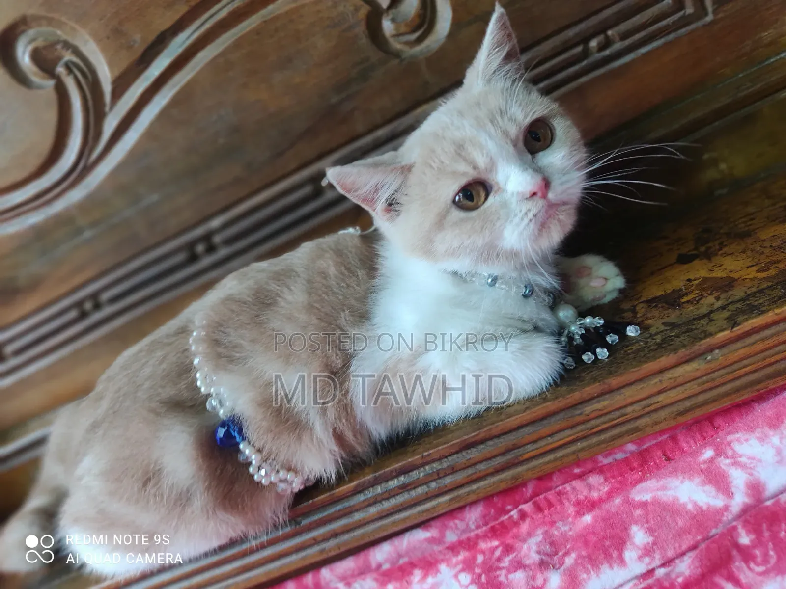 3-6 months Female Purebred British Shorthair