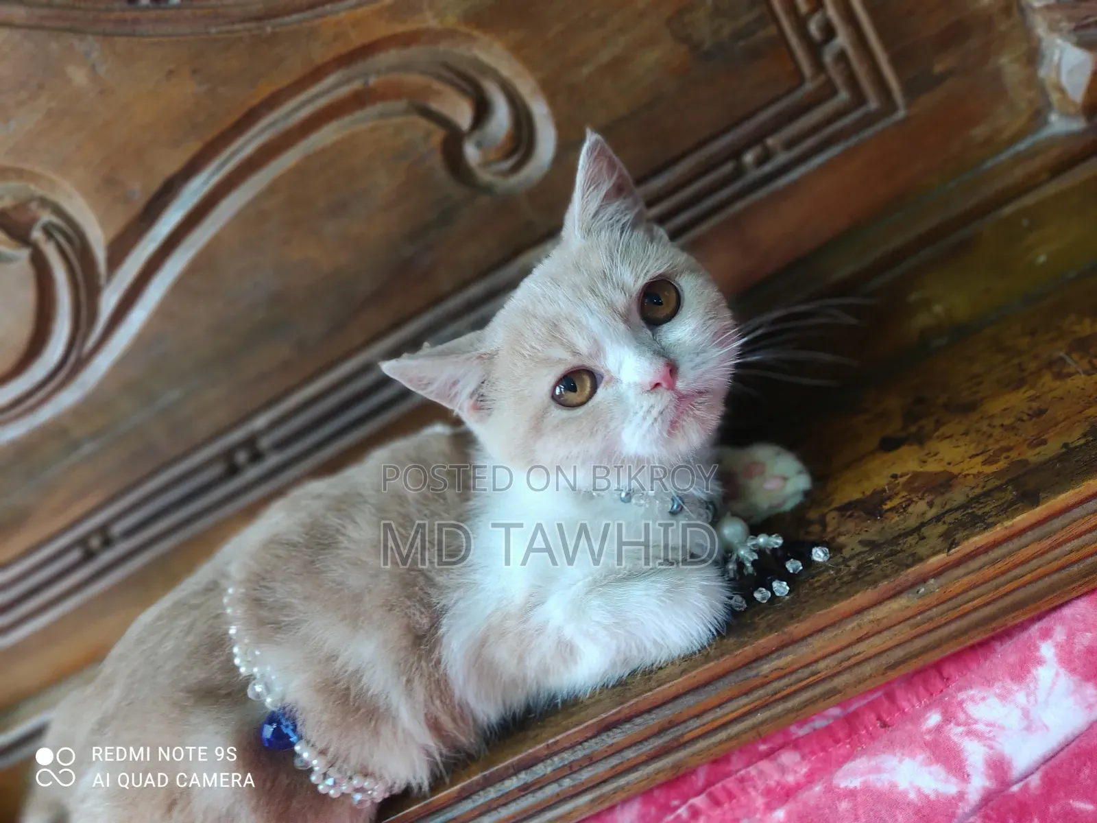 3-6 months Female Purebred British Shorthair