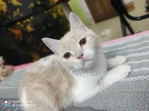 3-6 months Female Purebred Cat