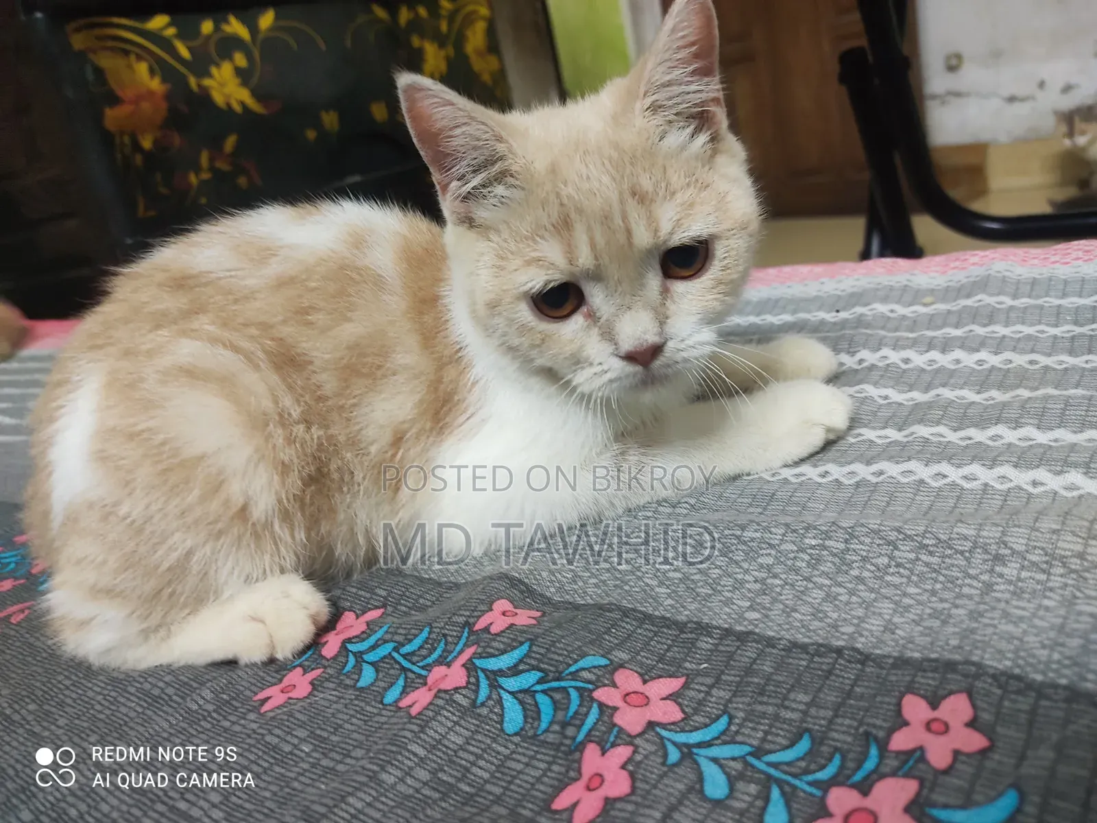 3-6 months Female Purebred Cat