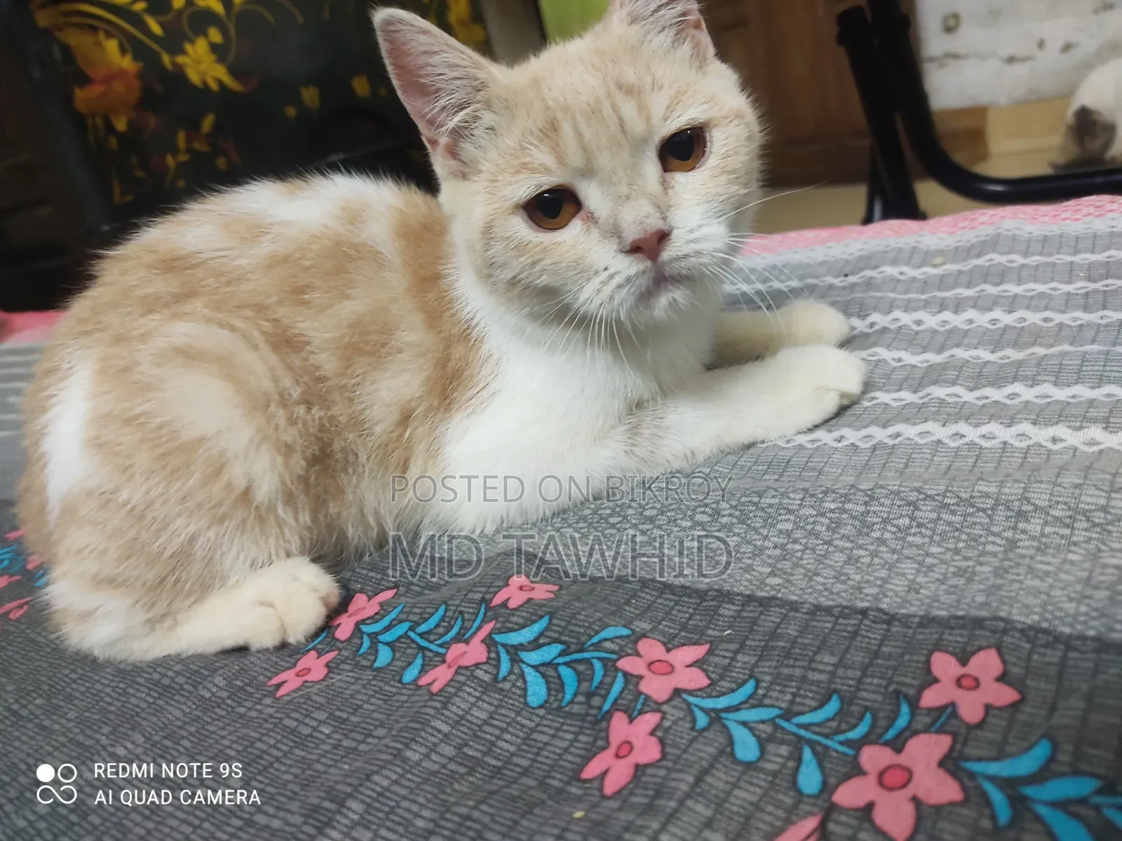 3-6 months Female Purebred Cat