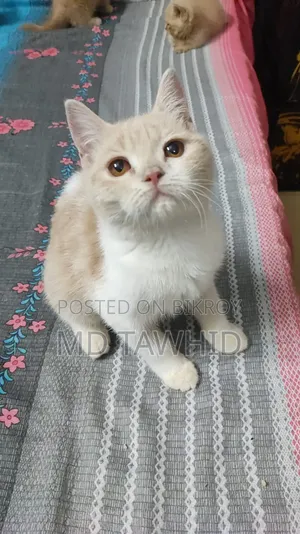 3-6 months Female Purebred Cat