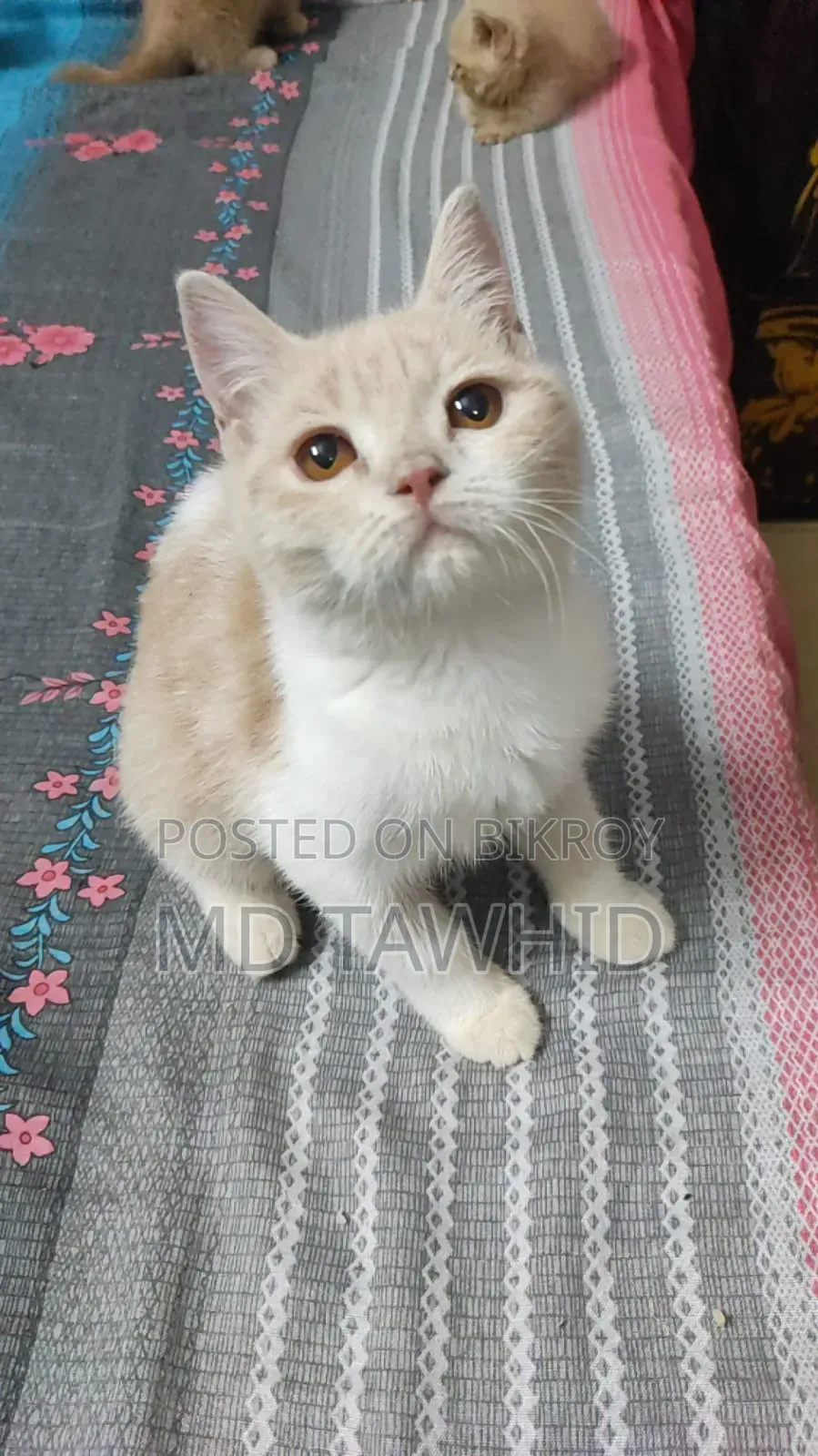 3-6 months Female Purebred Cat